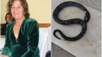 Idosa picada por cobra em Itanhaém morre