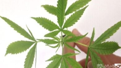 México aprova lei que legaliza a maconha