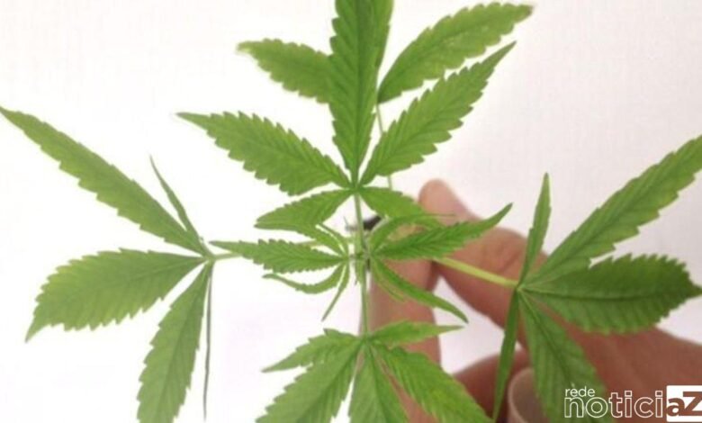 México aprova lei que legaliza a maconha