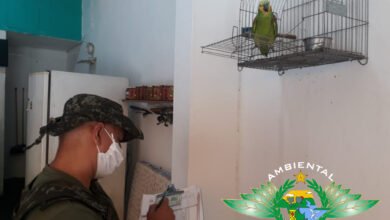 Papagaio em bar é apreendido e o dono recebe multa