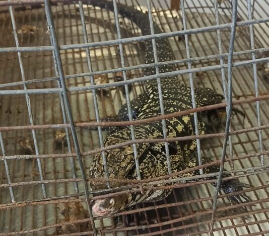 Maus tratos e cativeiro de animais rendem multa de R$ 12 mil