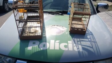 Aves mantidas em cativeiro rendem multa de R$ 5 mil