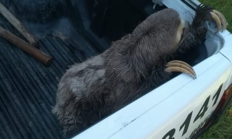 Bicho preguiça é resgatado pela Polícia Ambiental