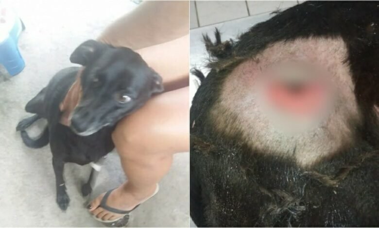 Cadela foge de casa e volta ferida em Ilha Comprida