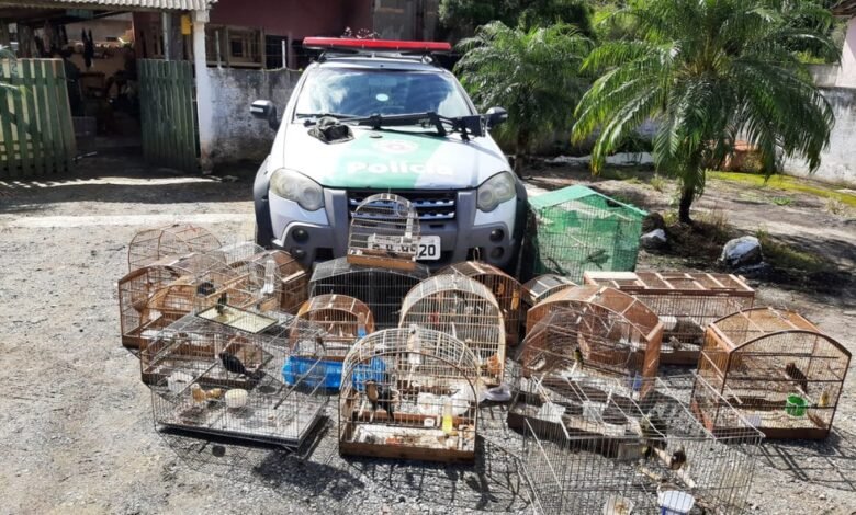 Homem mantém aves em cativeiro e é multado em mais de R$ 1 milhão