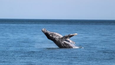 Baleia jubarte dá as caras em Ilhabela