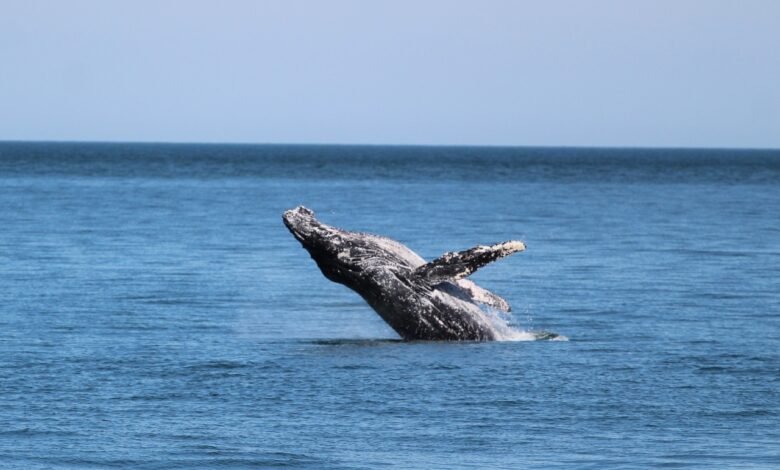 Baleia jubarte dá as caras em Ilhabela