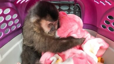 Macaco-prego é salvo de cativeiro em Caraguatatuba