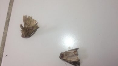 Mariposas tomam conta de moradias de Santos