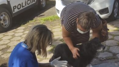 Agressão contra cachorro rende multa de R$ 6 mil no Guarujá