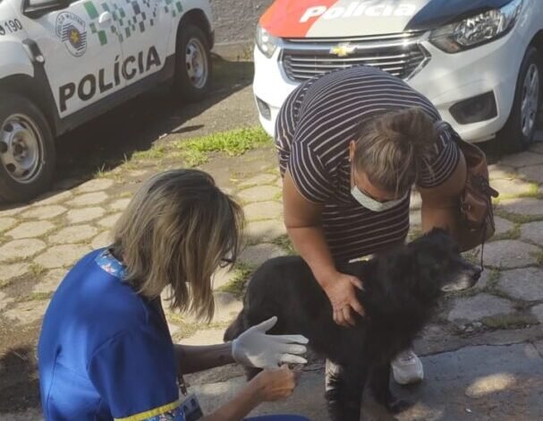 Agressão contra cachorro rende multa de R$ 6 mil no Guarujá