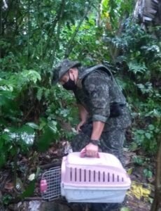 Tamanduá é encontrado em avenida de Guarujá