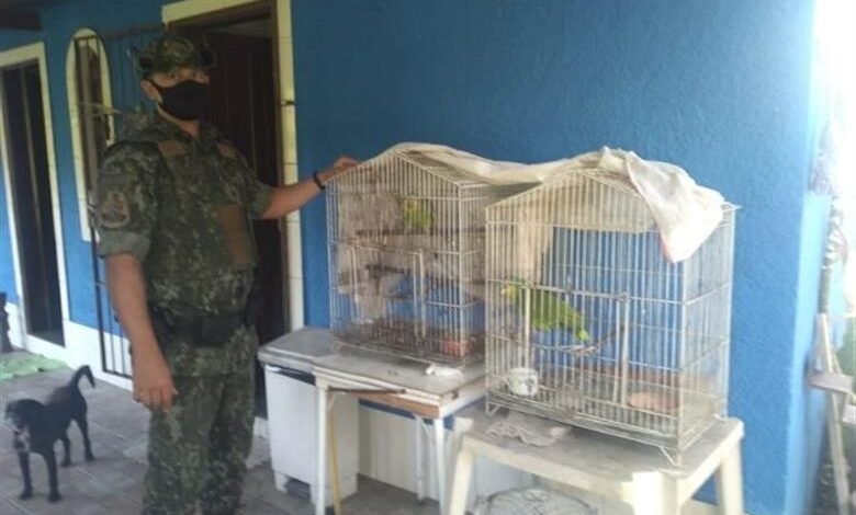 Polícia Ambiental encontra animais em cativeiro