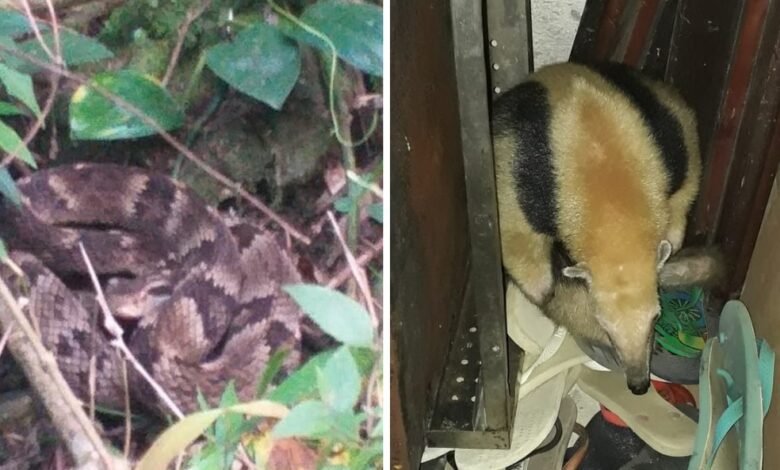 Cobra e tamanduá são resgatados de residências em São Vicente