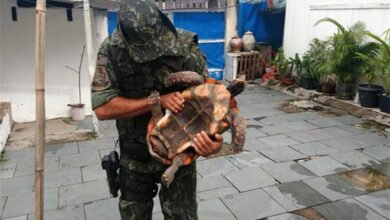 Polícia Ambiental resgata jabuti mantido em cativeiro