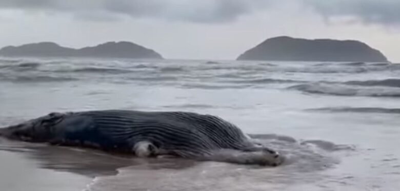 Filhote de baleia é encontrado morto em praia de São Sebastião