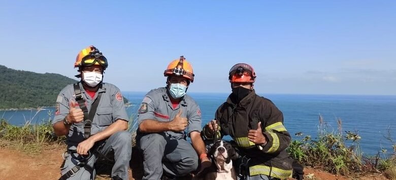 Filhote de cachorro é salvo pelos Bombeiros em São Sebastião