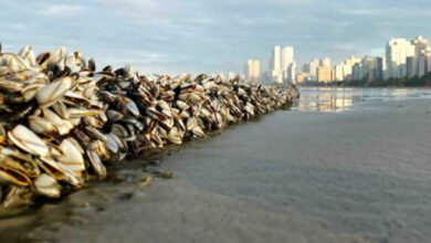 Crustáceos aparecem em praia e chamam a atenção dos banhistas