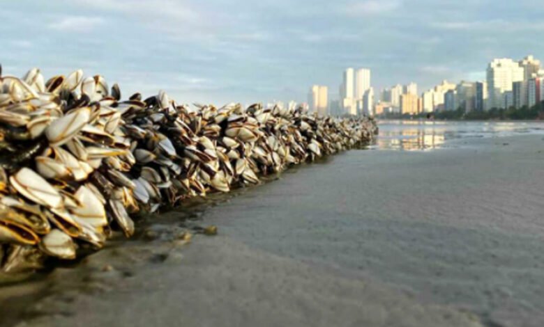 Crustáceos aparecem em praia e chamam a atenção dos banhistas