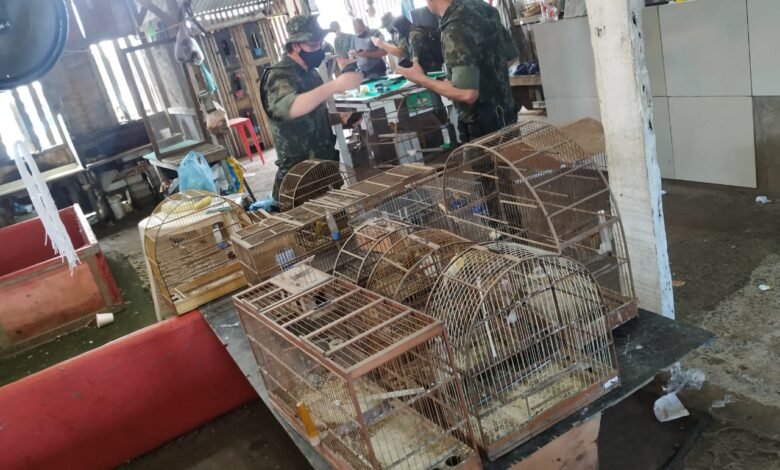 A Rinha de galos tinha 84 aves prontas para o embate em 3 espaços. Algumas estavam feridas. A Policia ambiental aplicou dezenas de multas que juntas somam mais