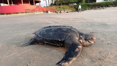 Tartaruga ameaçada de extinção é encontrada morta