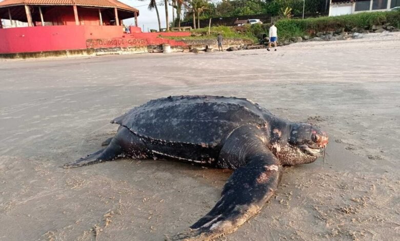 Tartaruga ameaçada de extinção é encontrada morta