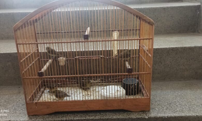 Maus tratos a aves rende multa de R$ 49 mil em São Vicente