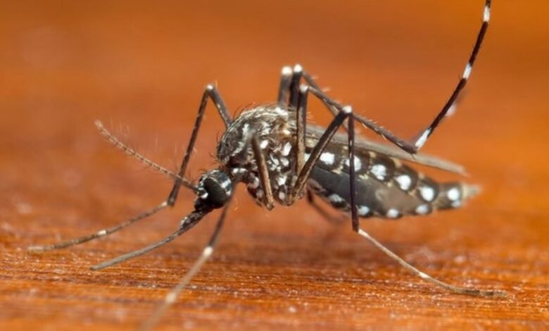 Duas mortes por dengue são confirmadas em Ilhabela