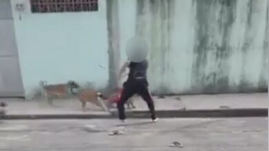 Homem usa barra de ferro para agredir cão de vizinha