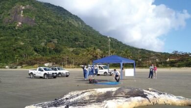 Corpo de baleia jubarte é encontrado em praia de Peruíbe