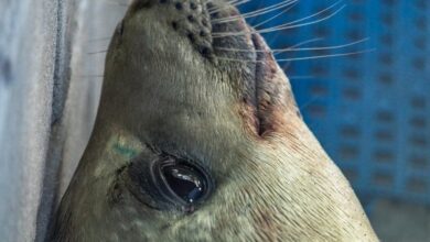 Foca é encontrada em praia de São Sebastião