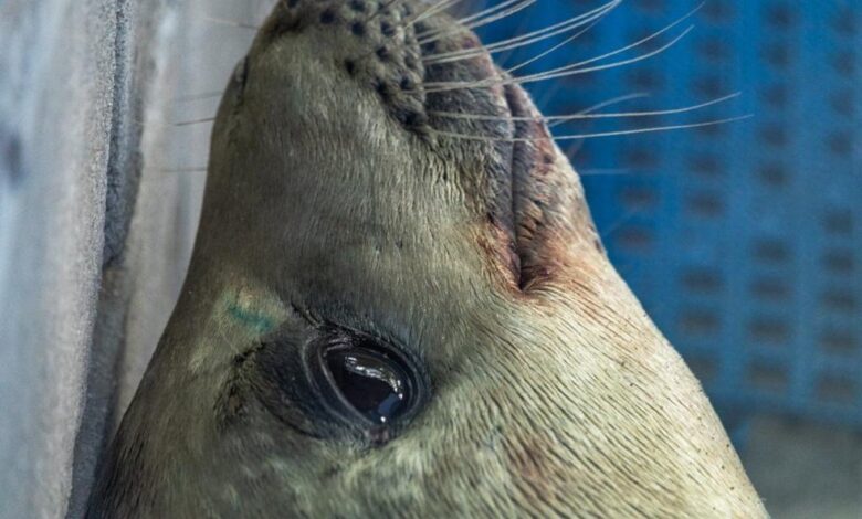 Foca é encontrada em praia de São Sebastião