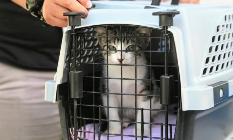 Em breve, Santos vai contar com um hospital veterinário municipal