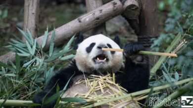 Pandas gigantes deixam a lista de ameaça de extinção