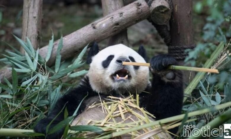 Pandas gigantes deixam a lista de ameaça de extinção