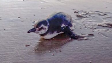 Pinguim é encontrado e resgatado em praia de Mongaguá