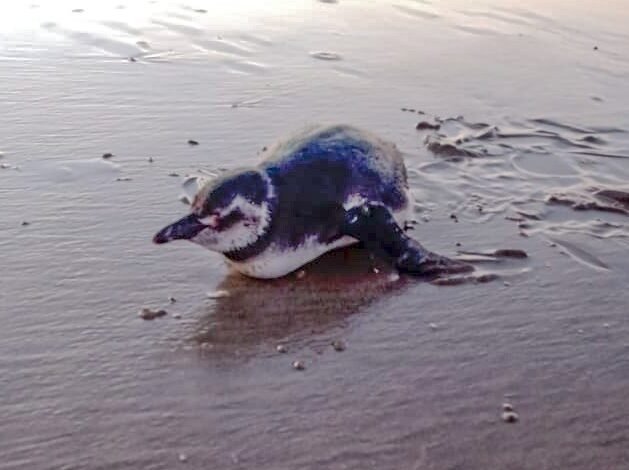 Pinguim é encontrado e resgatado em praia de Mongaguá
