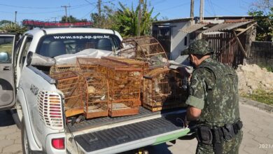 Aves em cativeiro rendem multa de quase R$ 500 mil