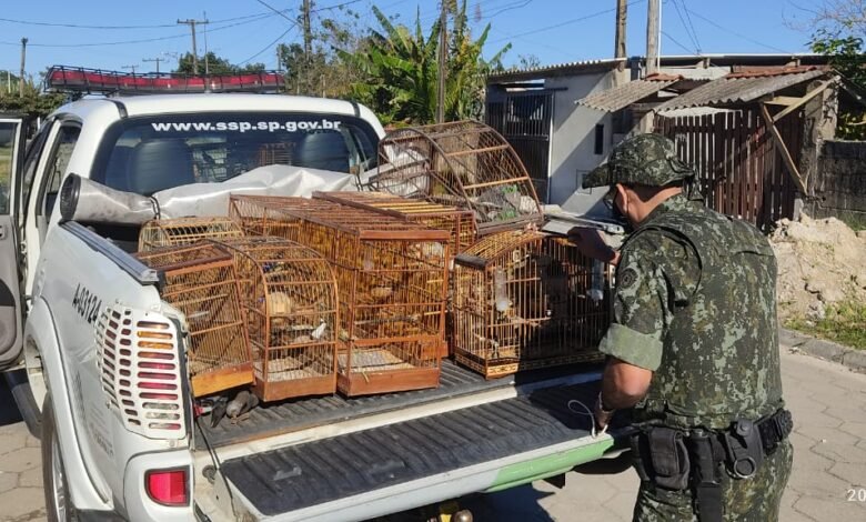 Aves em cativeiro rendem multa de quase R$ 500 mil