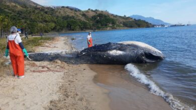 Baleia jubarte é encontrada morta e é enterrada em Ilhabela