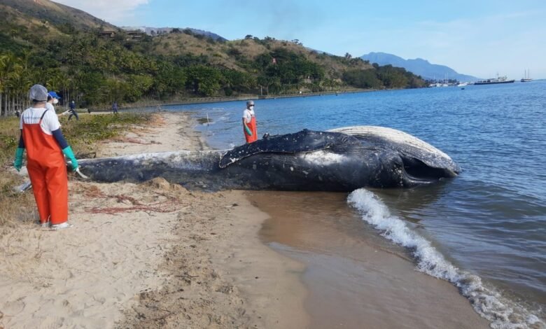 Baleia jubarte é encontrada morta e é enterrada em Ilhabela