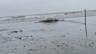 Baleia jubarte é encontrada em praia de Santos