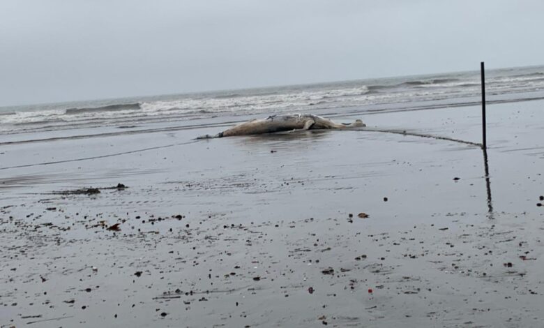 Baleia jubarte é encontrada em praia de Santos