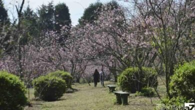 As cerejeiras começaram a florir no Parque do Carmo, na zona leste da capital paulista. A cerejeira é uma árvore símbolo do Japão, onde é conhecida