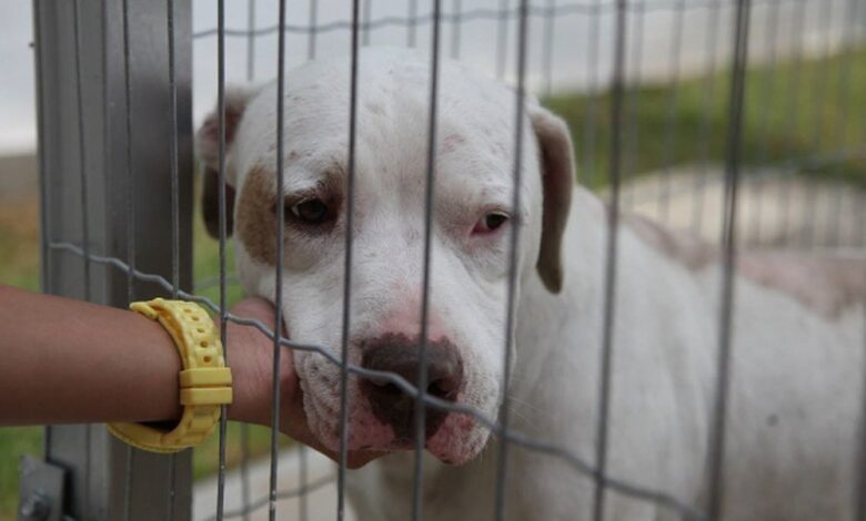 Lei que proibia a venda de animais em Santos é derrubada pela Justiça