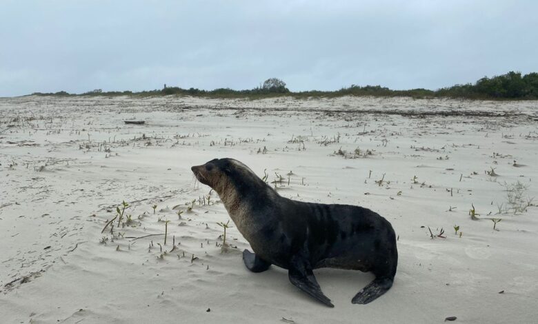 Lobo-marinho resolve curtir a praia de Ilha Comprida