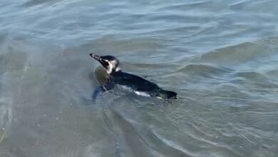 Pinguim-de-magalhães fica à vontade com banhistas em São Sebastião