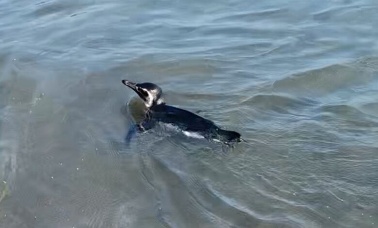 Pinguim-de-magalhães fica à vontade com banhistas em São Sebastião