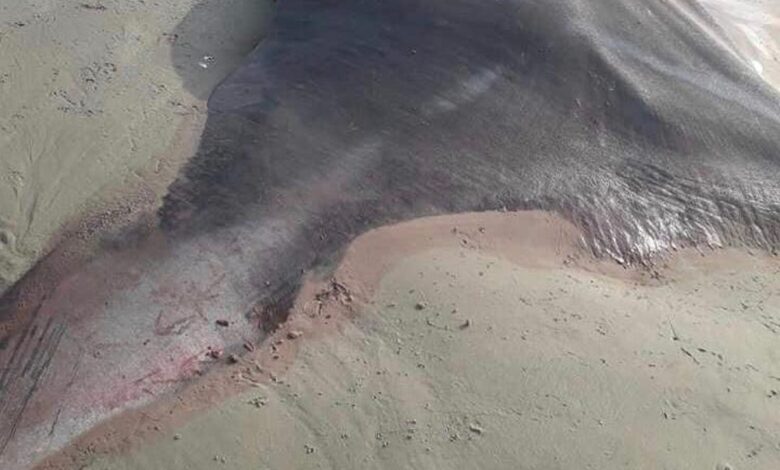 Raia gigante é encontrada morta em Ilha Comprida