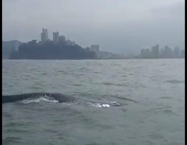 VÍDEO - Baleia encanta navegantes na Baía de Santos